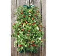 HANGING CHERRY TOMATO KIT